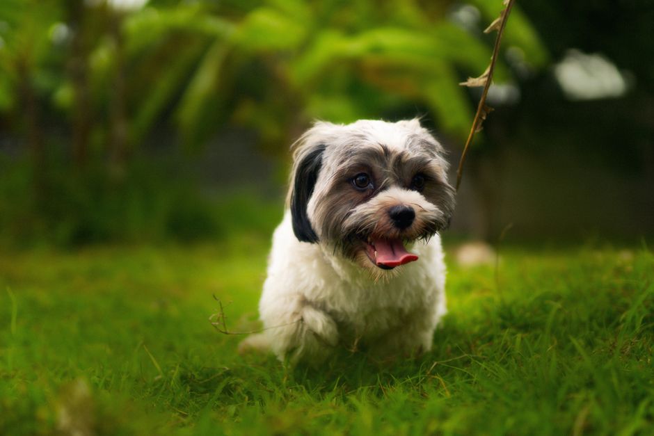 Shih Tzu Breed Profile Grooming Needs and Temperament