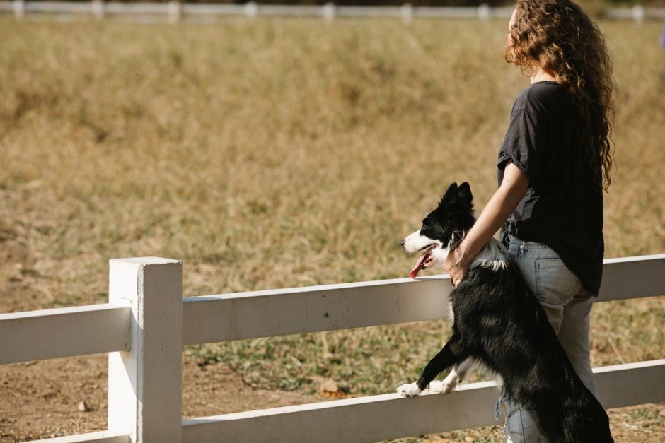 Border Collie Complete Guide for Active Dog Owners