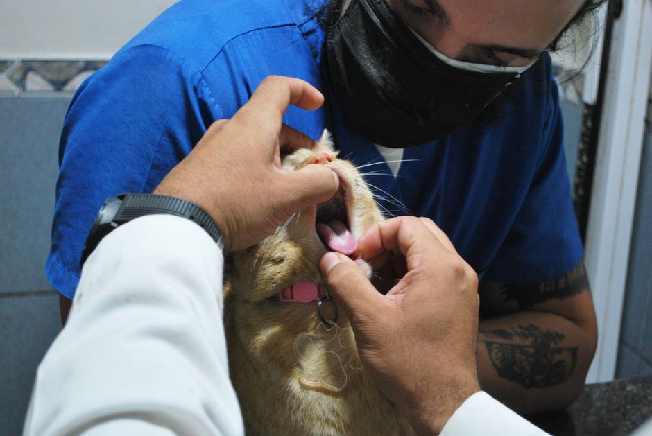 Senior Dog Wellness Exams What Extra Tests to Request