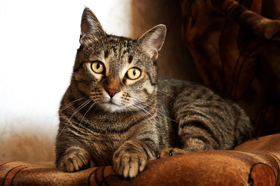 Hypoallergenic Cat Breeds for Allergy Sufferers