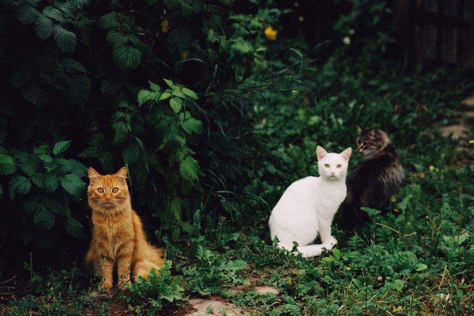 How to Read Cat Food Labels Understanding Ingredients