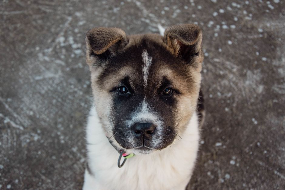 Hawaiian Dog Names Tropical and Unique Choices