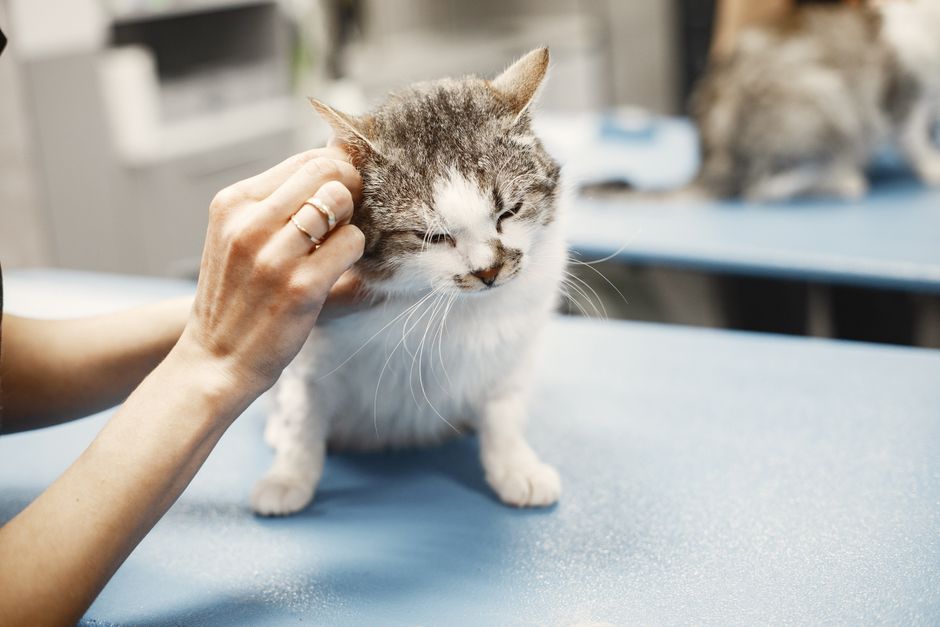 Understanding Cat Hissing and Growling Warning Signs