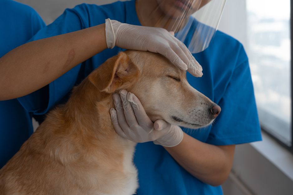 Cat Eye Infections Types Symptoms and Veterinary Care
