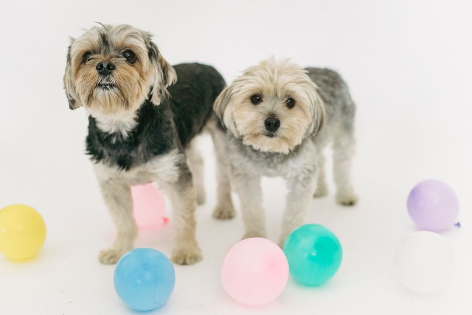 Blueberries for Dogs Superfood Benefits and Serving Size
