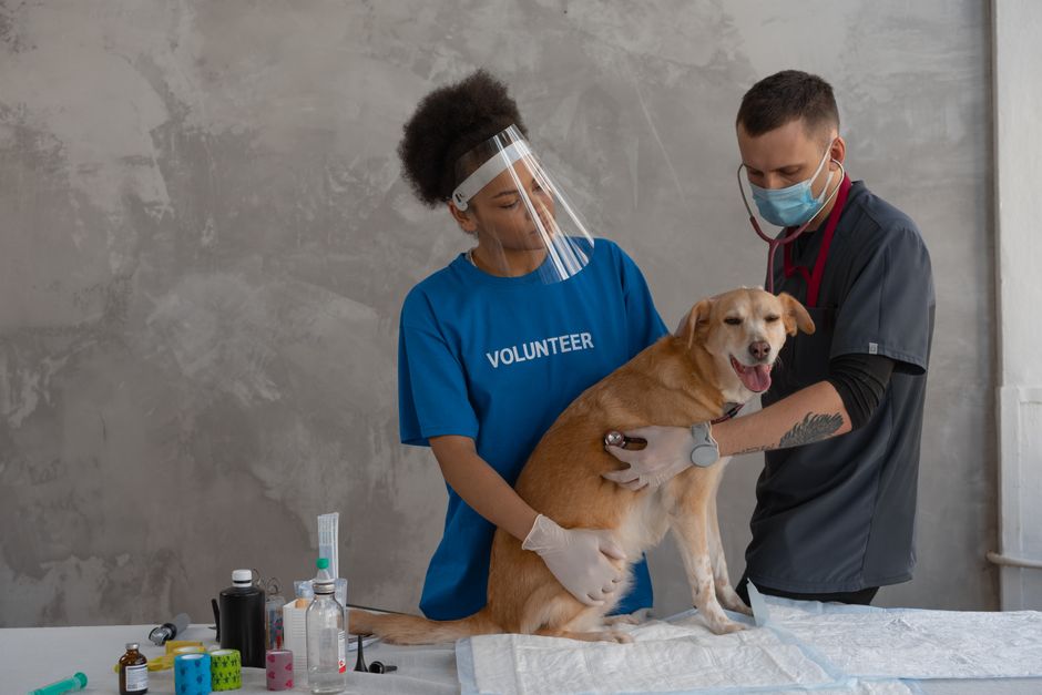 Veterinary Oncologist When Your Pet Needs Cancer Care