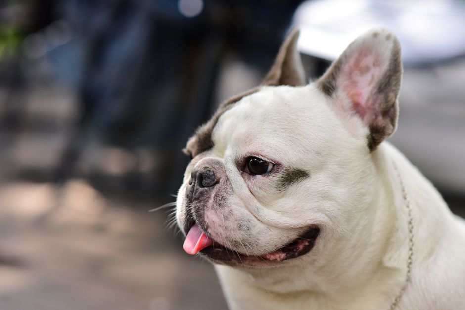 French Dog Names Elegant Picks for Sophisticated Dogs