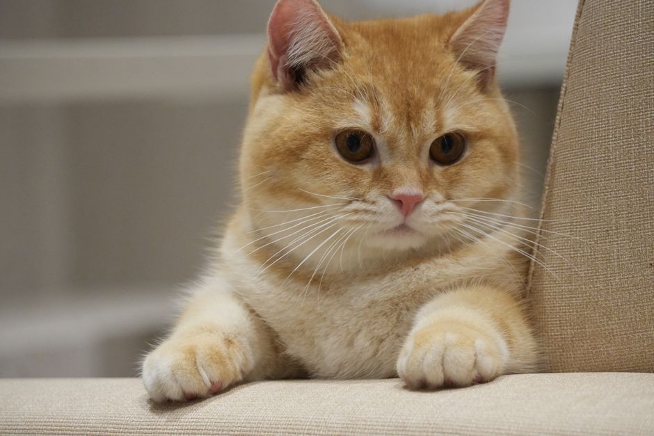 Best Cat Breeds for First-Time Cat Owners