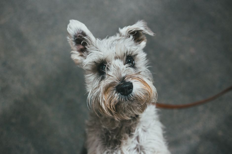 How Vet Specialists Differ from General Practice Vets