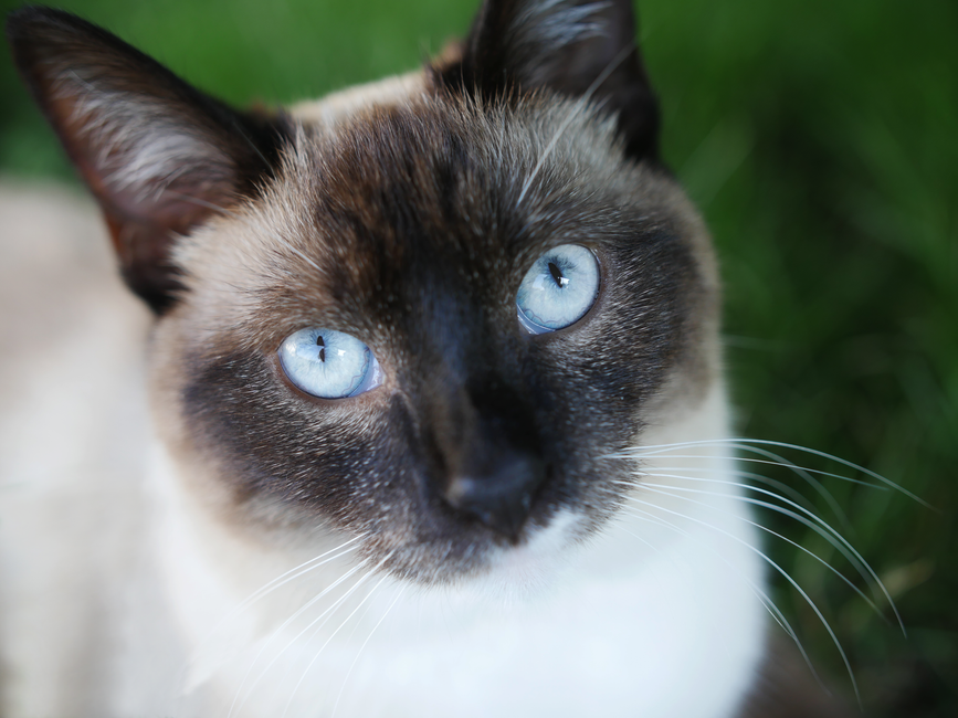 Fancy Feast Cat Food Is It Actually Good for Cats