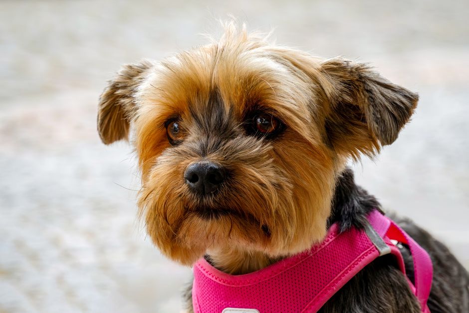Yorkshire Terrier Breed Profile Size Care and Personality