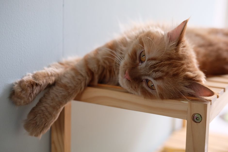 Calmest Cat Breeds for Quiet Households