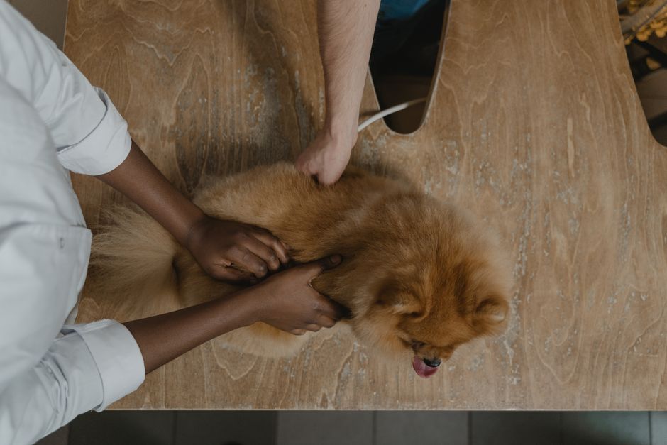 How to Train a Rescue Dog with Unknown History