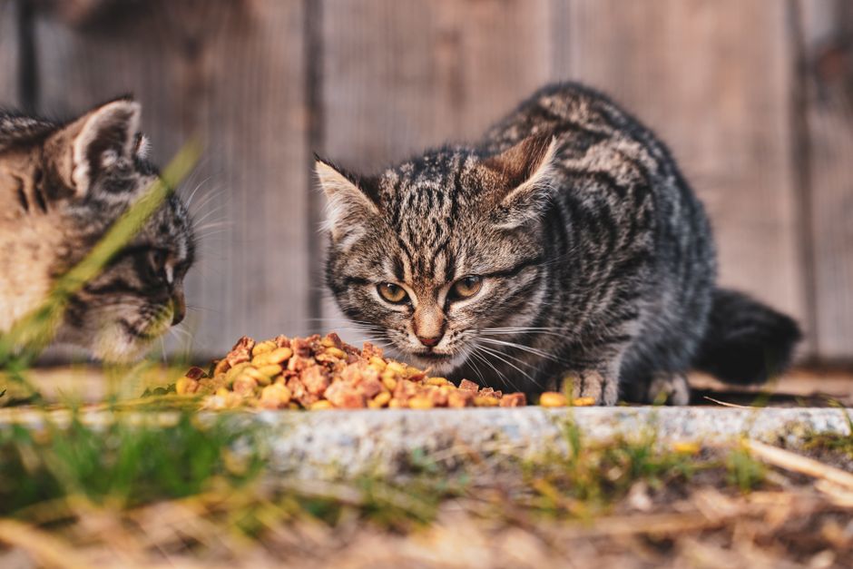 Wellness Cat Food Review Core and Complete Lines