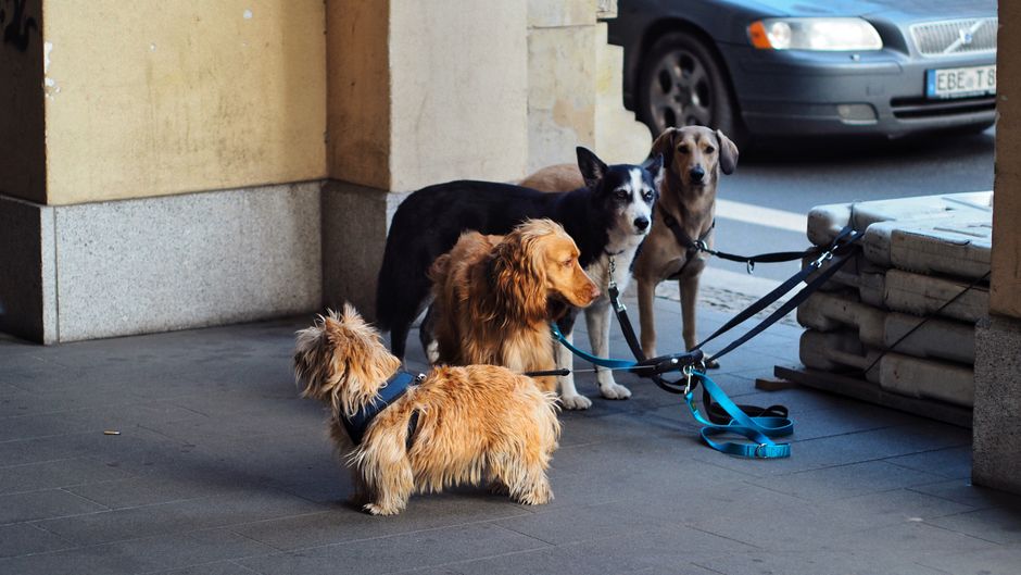 Best Dog Names from Greek Mythology and Legends