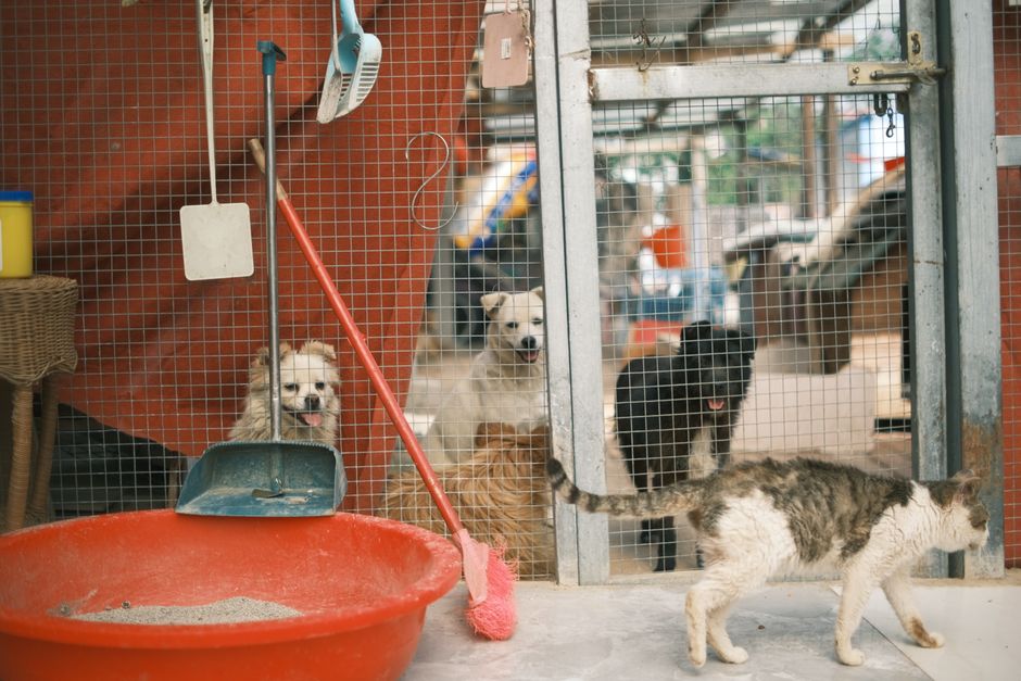 How to Clean Dog Ears with Natural Home Solutions