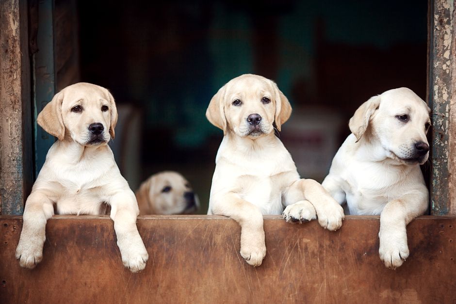 When Does a Dog Limp Need Emergency Vet Attention