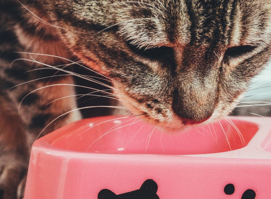 Nulo Cat Food Review Premium Nutrition Analysis