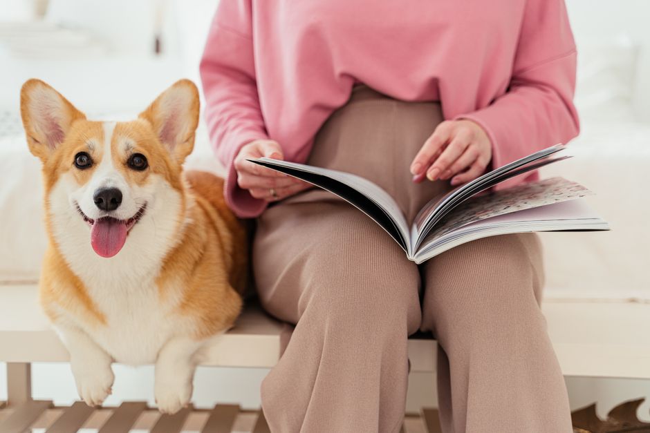 Pembroke Welsh Corgi Breed Profile Exercise and Diet
