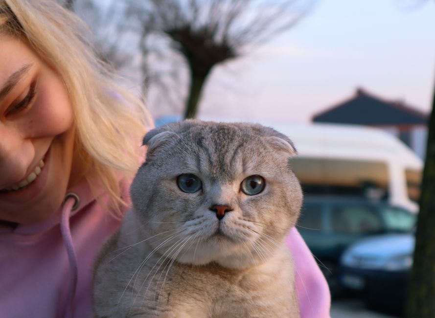 Best Cat Breeds That Get Along with Dogs
