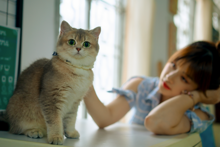 Best Cat Treats Healthy Options That Cats Love