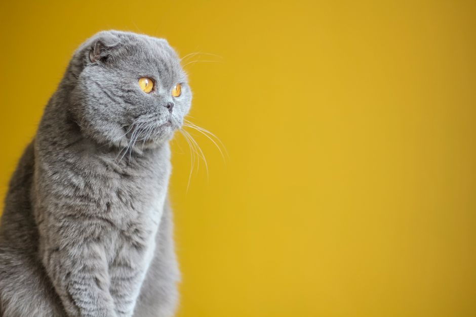 Largest Domestic Cat Breeds by Size and Weight