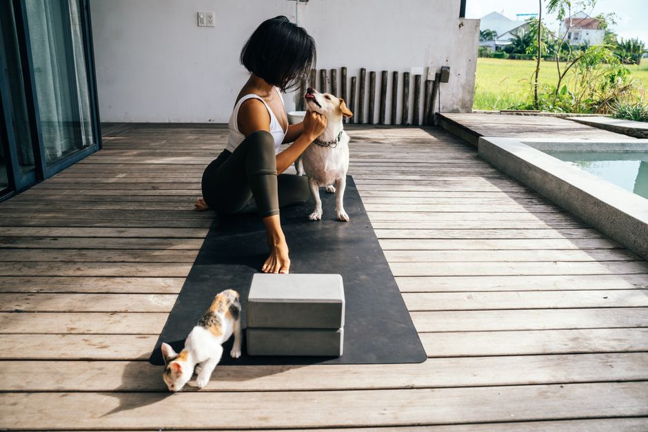 Pet Physical Therapy and Rehabilitation After Injury