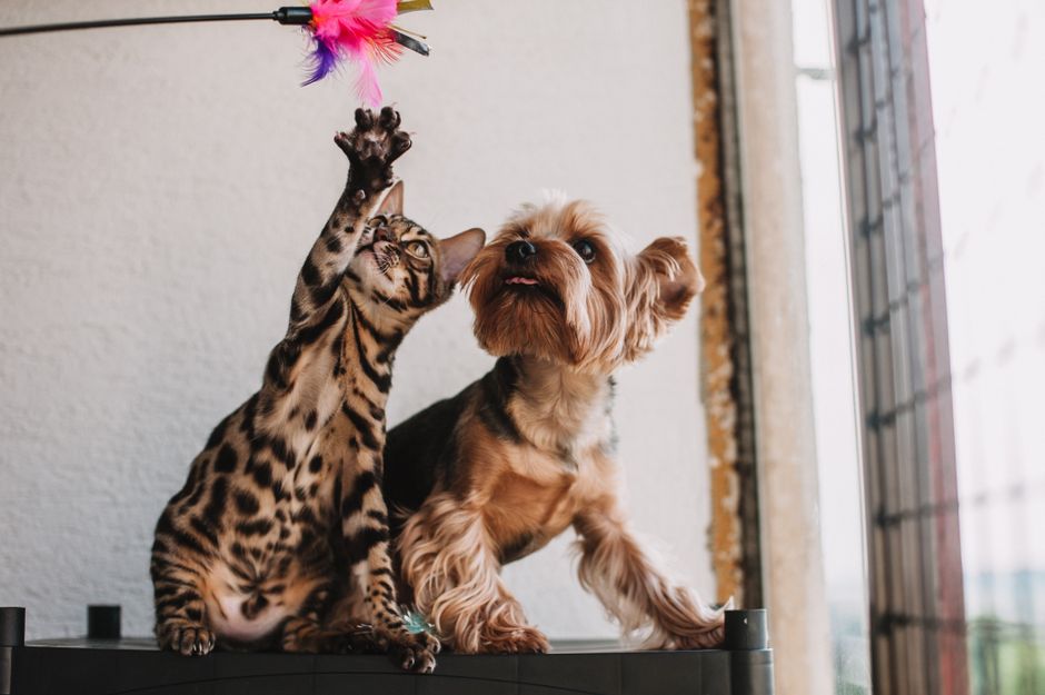 How to Deal with Skunk Smell on Your Dog Fast
