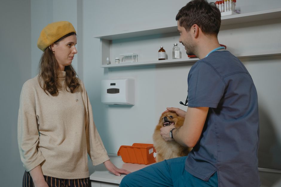 Carrots for Dogs Dental and Nutritional Benefits