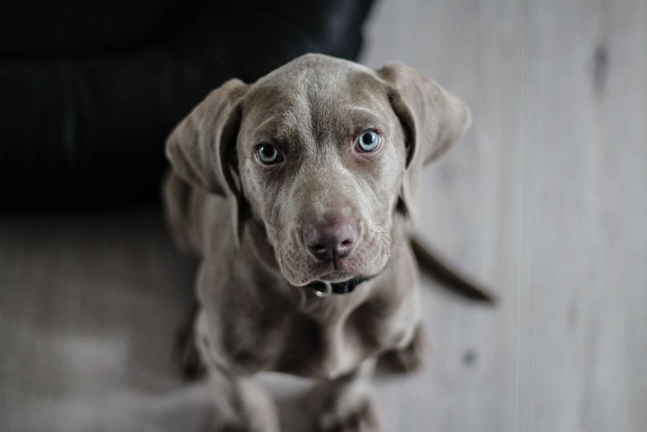 How to Stop Your Dog from Chewing Everything