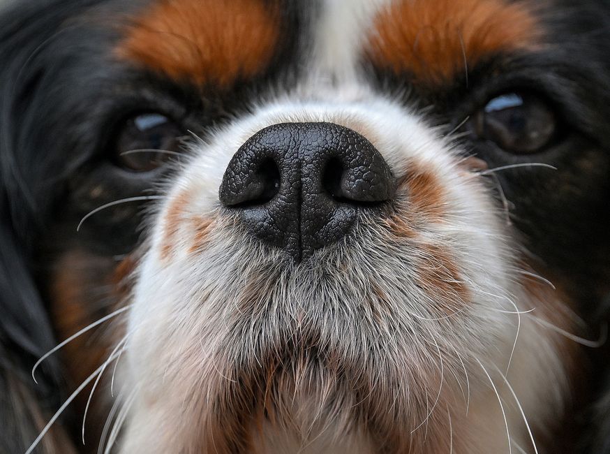 Veterinary Dentist What to Expect at Dog Dental Visit
