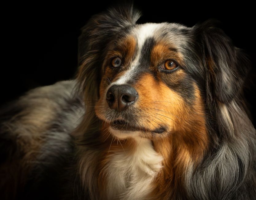 Badass Dog Names for Tough and Strong Breeds