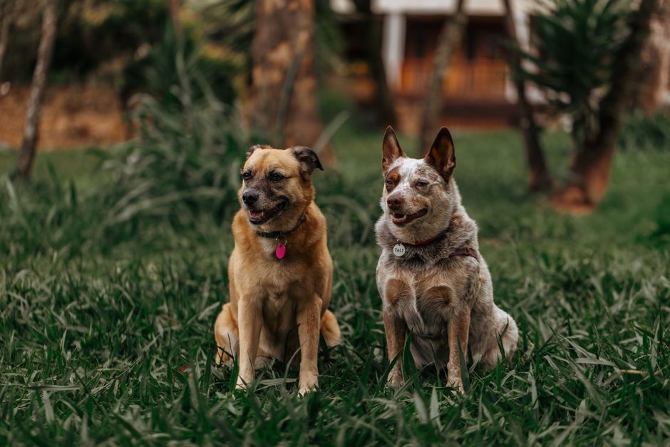 Best Dog Cologne and Deodorizing Sprays Safe Options