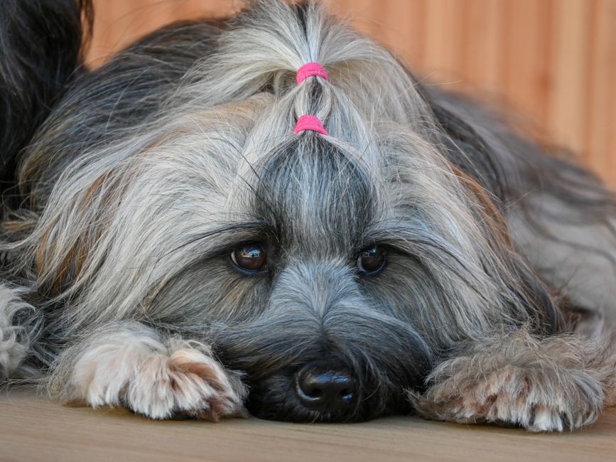 Maltese Breed Guide Grooming Temperament and Health Tips