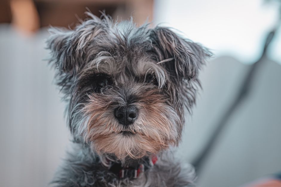Best Dog Breeds for Apartment Living in Small Spaces