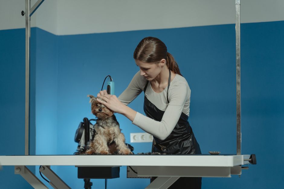 Best Flea Treatment for Cats Safe and Effective Options