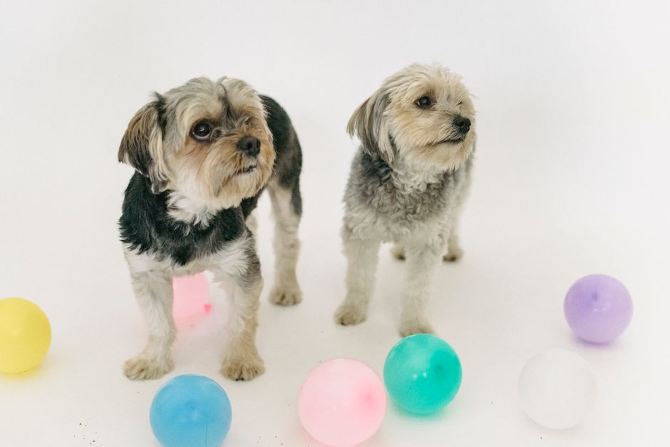 Liver for Dogs Nutritional Powerhouse Feeding Guide