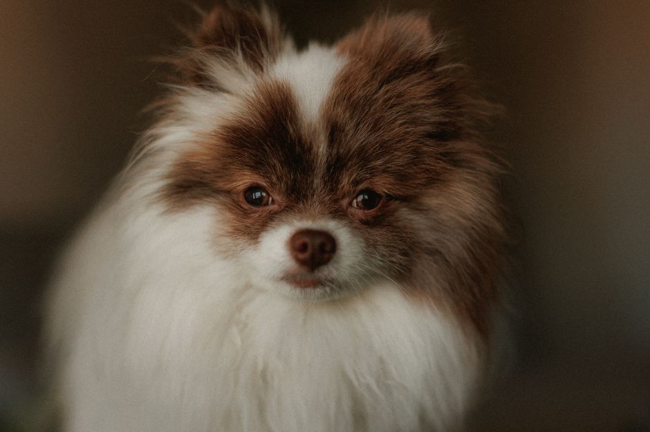 Best Dog Names Inspired by Movies and TV Shows