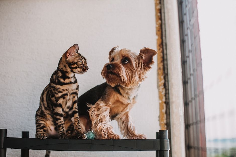 How to Clean Your Dog Wrinkles Folds and Skin Rolls