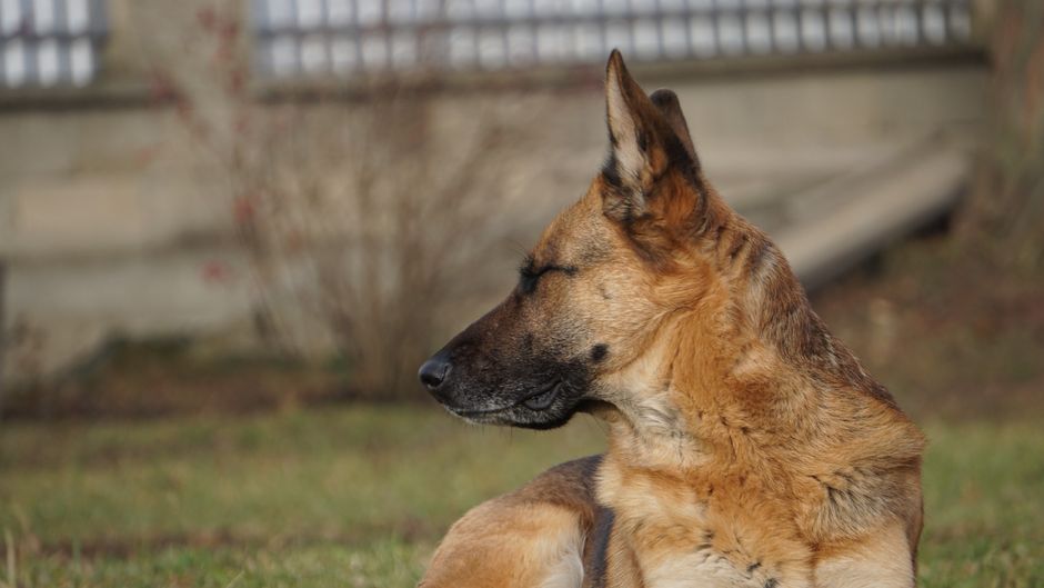 How to Train Your Dog to Be Calm Around Guests