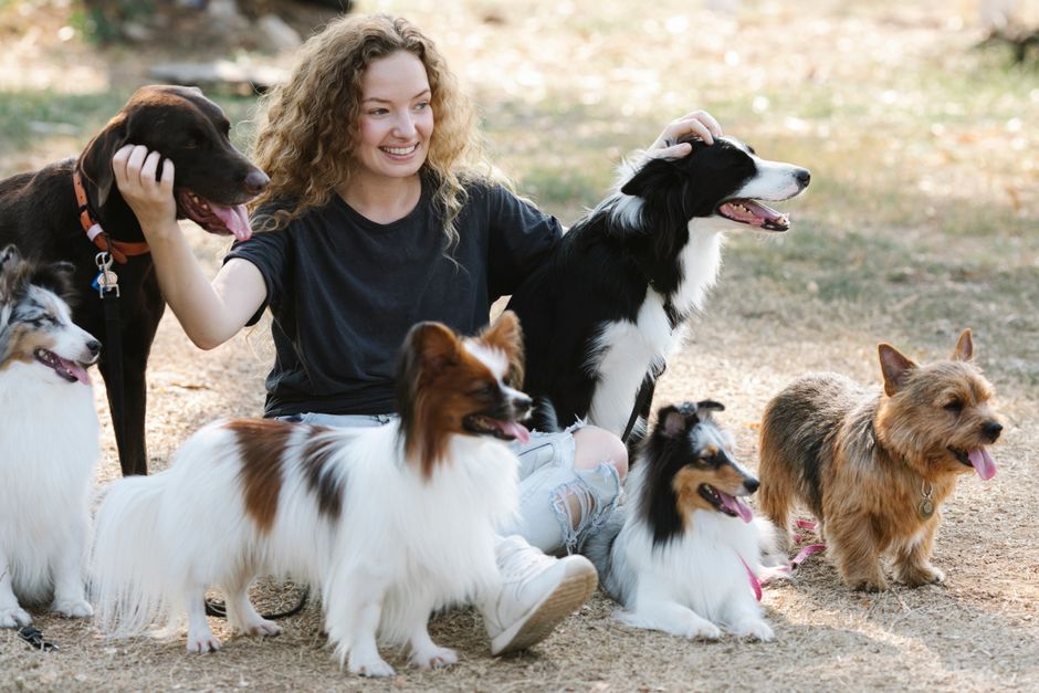 How to Introduce a New Dog to Your Existing Pets