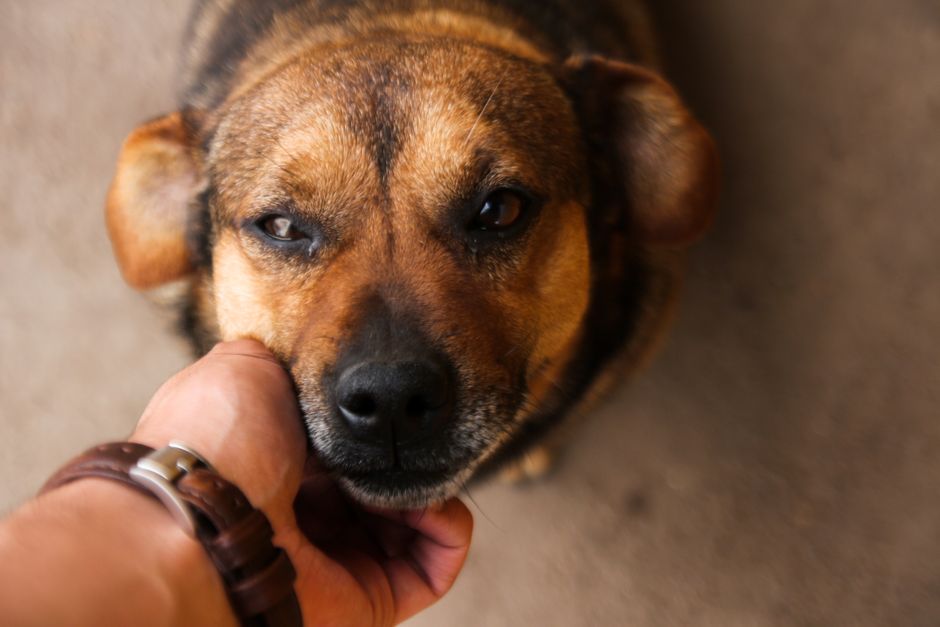 Unique Dog Names Starting with Every Letter A to Z