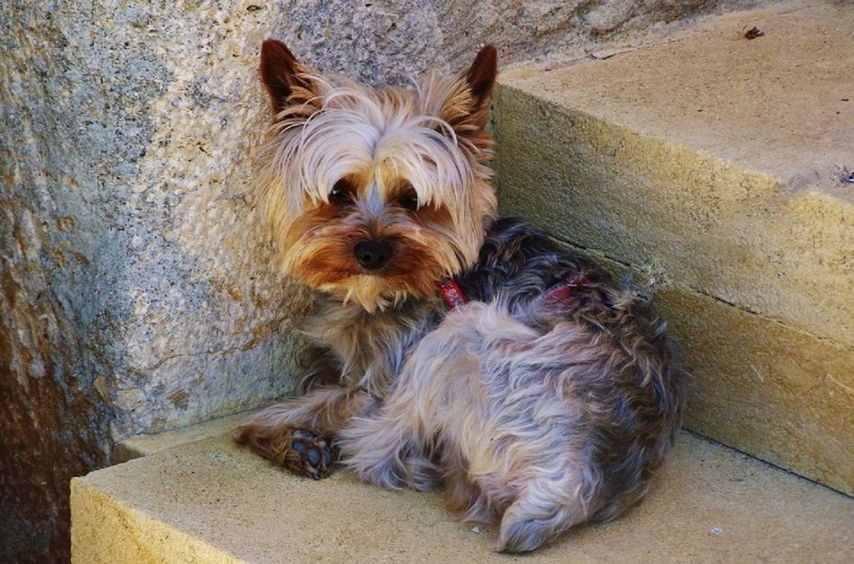 Chiropractic Care for Dogs Benefits and Risks