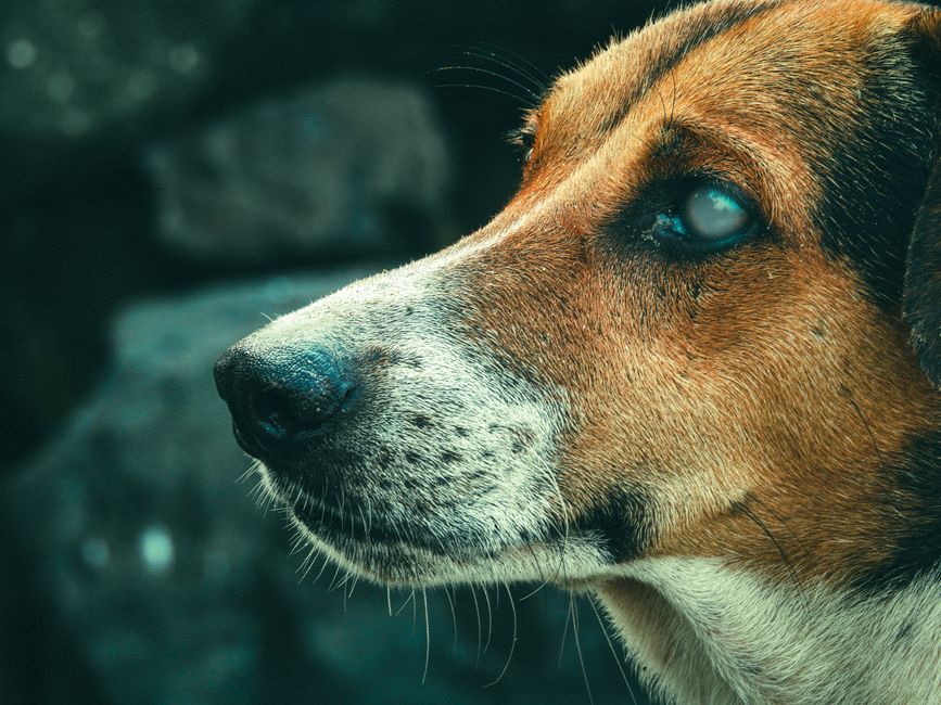Pet Insurance for Puppies vs Adult Dogs Cost Difference