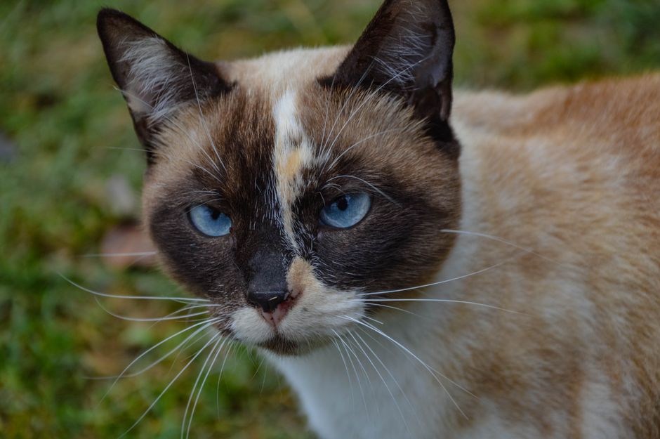 Siamese vs Ragdoll Cat Temperament and Care Compared