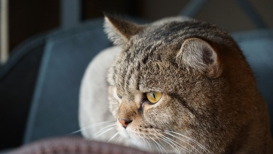 British Shorthair vs Russian Blue Which Is Better