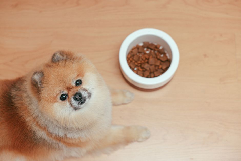 Best Dog Food for Diabetes: Low-Carb and High-Fiber Options