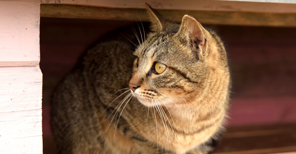 Adopting a Cat: Choosing the Right Match for Your Lifestyle