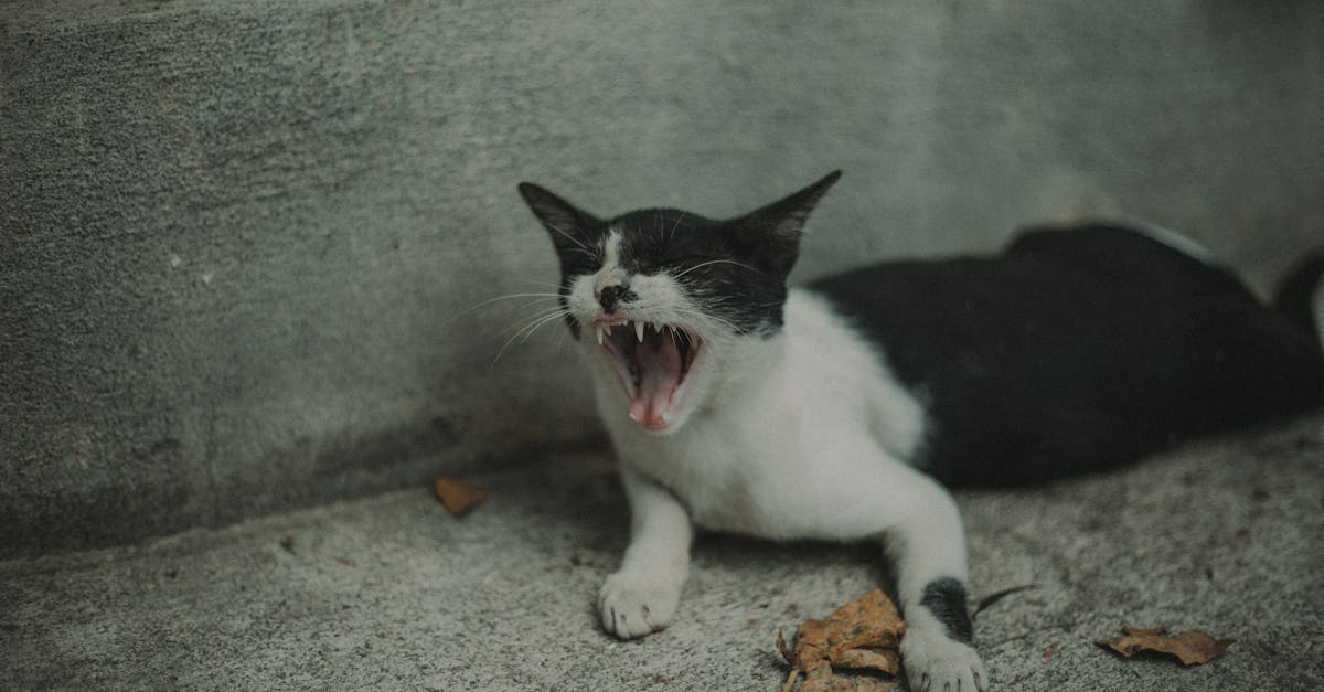 Cat Aggression: Types, Causes, and Solutions
