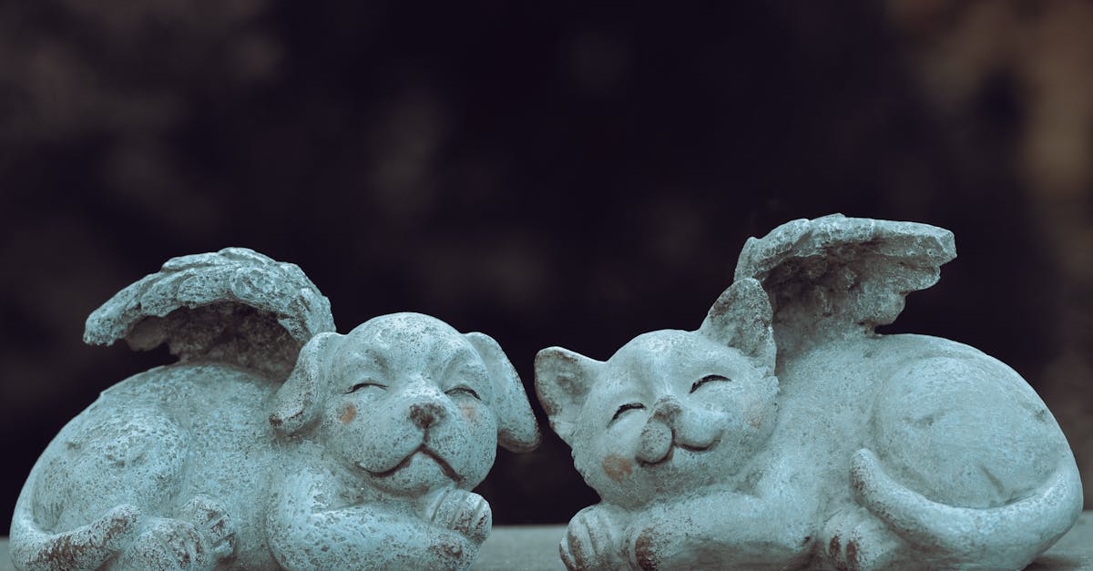 Cat and Dog Introduction: Building Interspecies Friendship